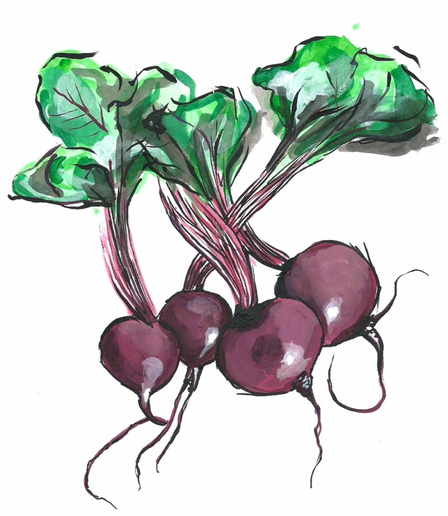 illustrated-beets